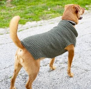 41 Dog Sweater Patterns 