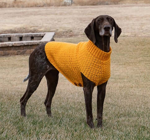 Large Dog Sweater Crochet Pattern by Heart Hook Home