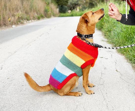 Rainbow Dog Sweater Knitting Pattern by Handy Little Me