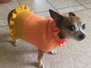 41 Dog Sweater Patterns | Crochet and Knitting