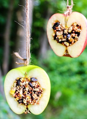 Apple Birdseed Homemade Bird Feeders by Natural Beach Living