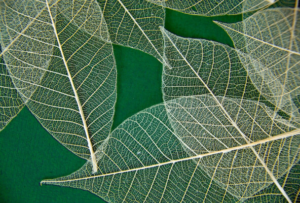 diy skeleton leaves