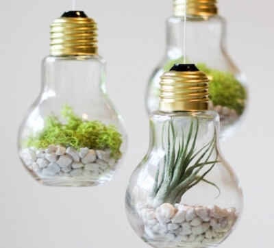DIY Light bulb Terrarium by Popsugar
