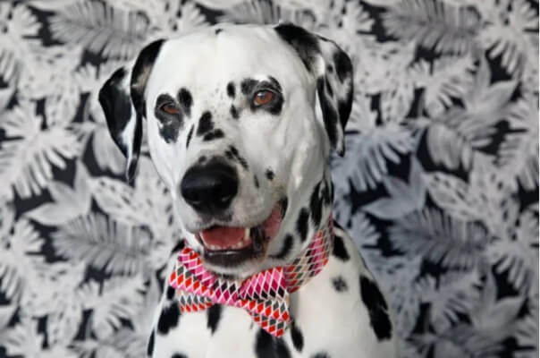 How to Sew a DIY Dog Bow Tie and Collar Tutorial from Dalmatian DIY
