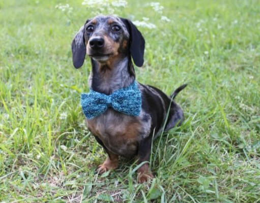 Knitted Dog Bow Tie Pattern by LuckyFoxKnits