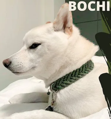 10 Macrame Dog Collars, Leashes, and Leads Patterns 6 Macrame Dog Collar Tutorial by Bochiknot Macrame