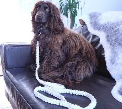 10 Macrame Dog Collars, Leashes, and Leads Patterns 7 Macrame Dog Lead Tutorial by Oh So Hygge