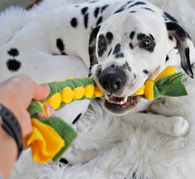 DIY Cobra Knot Woven Fleece Dog Tug Toy by Dalmatian DIY