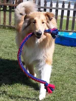 DIY Heavy Duty Fleece Rope Dog Toy by Jaime Of All Trades