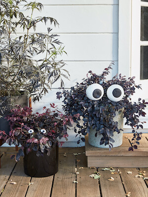 Googly-Eyed Halloween Decorations by Martha Stewart