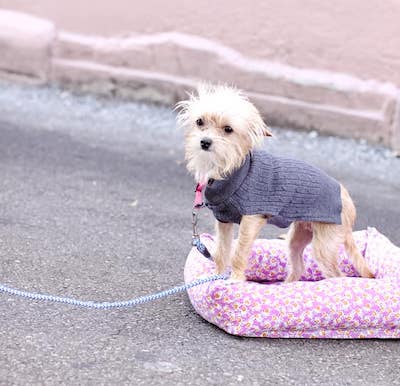 DIY Dog Sweater Sewing Pattern by See Kate Sew