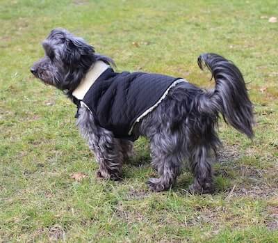 Dog Jacket Sewing Pattern by The Tailoress