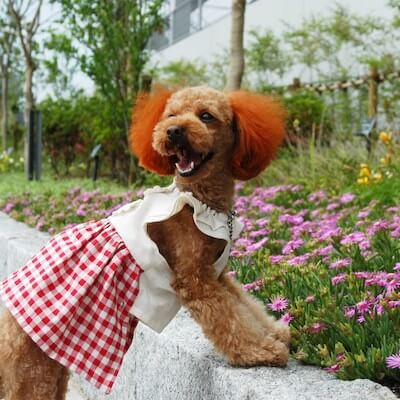 Dog Summer Dress Pattern by Dog Wear Milla Milla