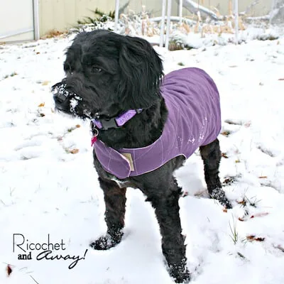 DIY Dog Coat Pattern by Ricochet And Away