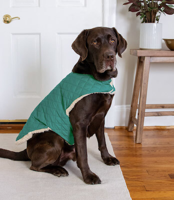 DIY Dog Coat by Hellonest