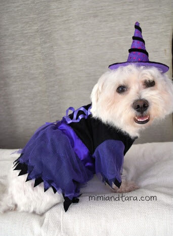 Dog Witch Costume Pattern by Mimi & Tara