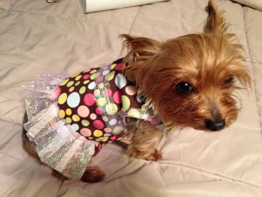 Homemade Dog Dress Pattern by Mehlani