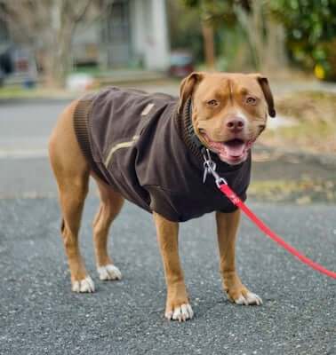 Canine Carhartt Coat Pattern by Instructables