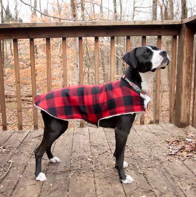 Cozy Dog Coat Pattern by Wholefully