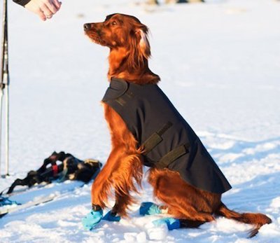 Patrón de costura de abrigo de perro DIY por Bernina Blog