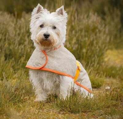 Free Dog Coat Pattern by Gathered