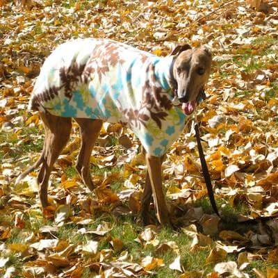 Greyhound Dog Coat Pattern by Night Lily Design