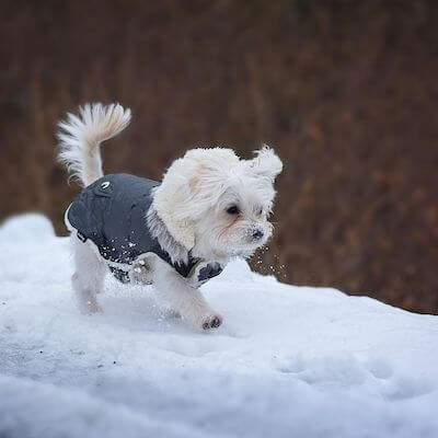 Small Dog Coat Pattern by The Spruce Crafts